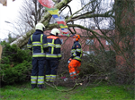 Prio 2 Stormschade Hanegraafweg Noardburgum